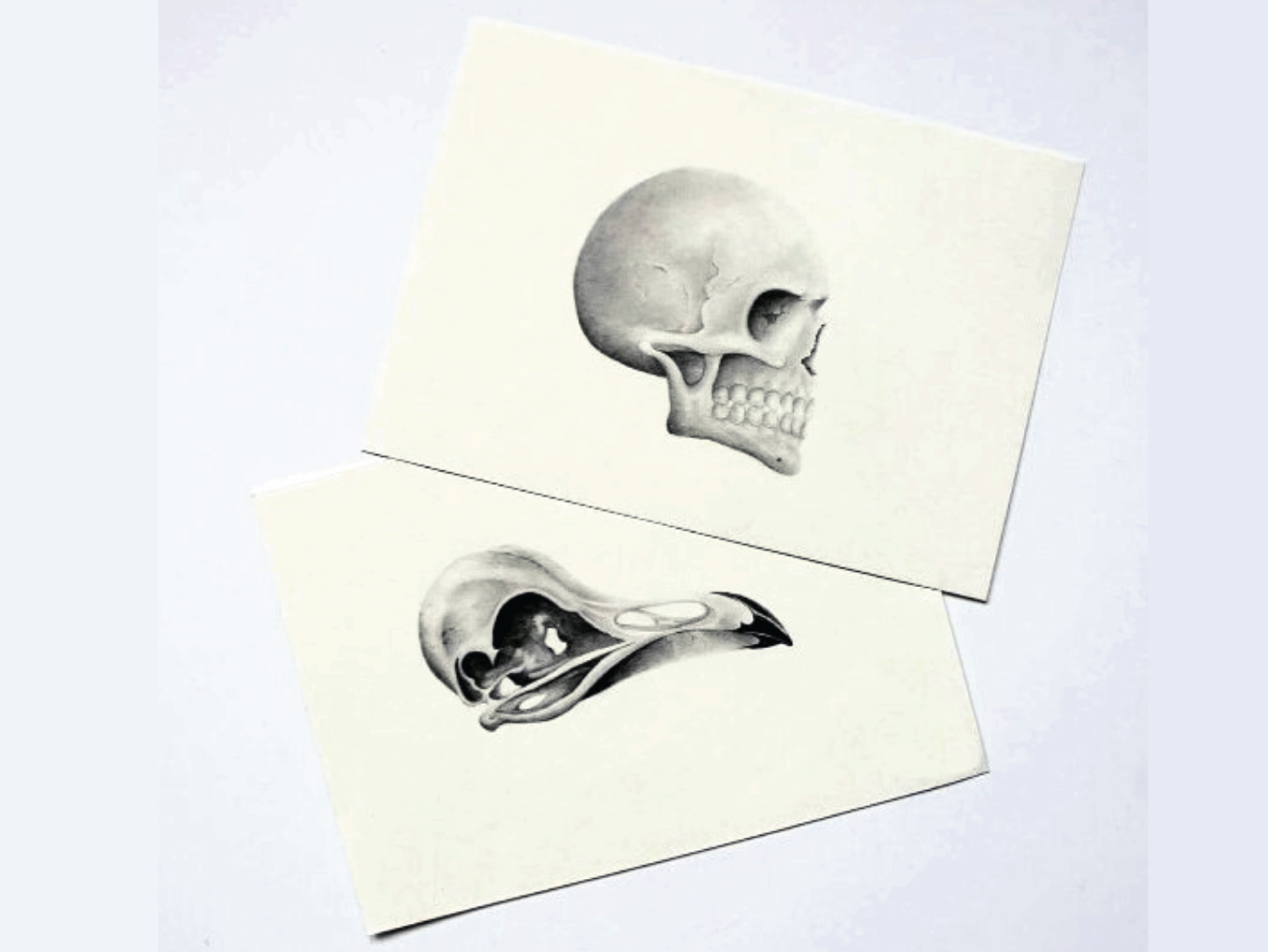 Skulls Illustration